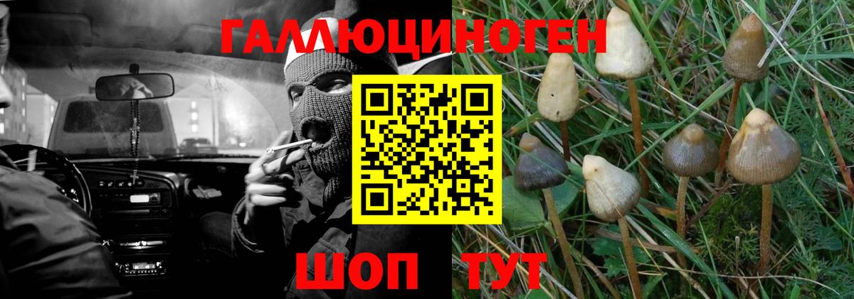 Псилоцибиновые грибы Cubensis Химки